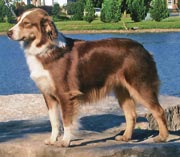 CH Skoach's Aw Reba At HHC