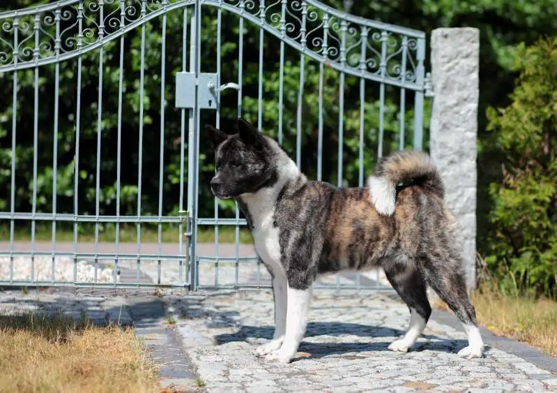 Ella Von St. Aposteln Zu Koln