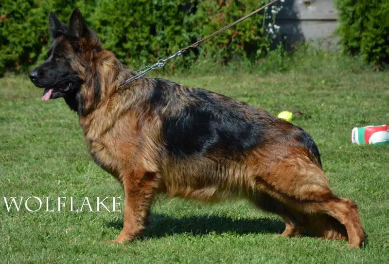 SG2 (LT)2016 Olly Della Real Favorita