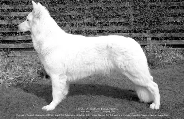 J`Isaac of trebons berger blanc