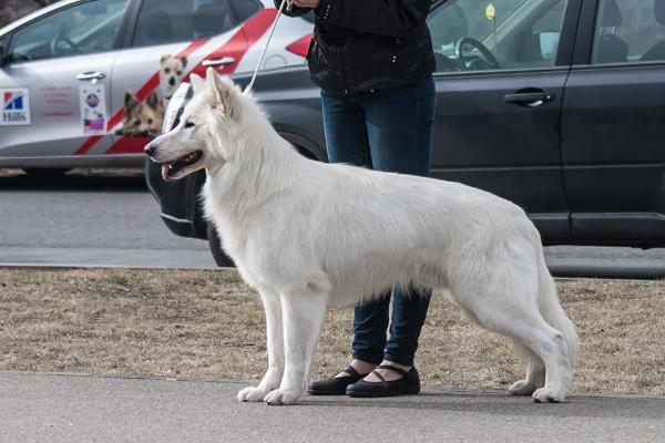 LV JCH, LVJW14 Baltic Beauty Know-How
