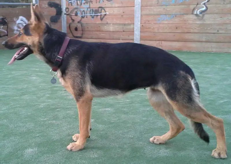 Bruxa Quinta do Salomão
