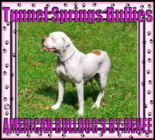 Tunnel Springs Bullies Ronee