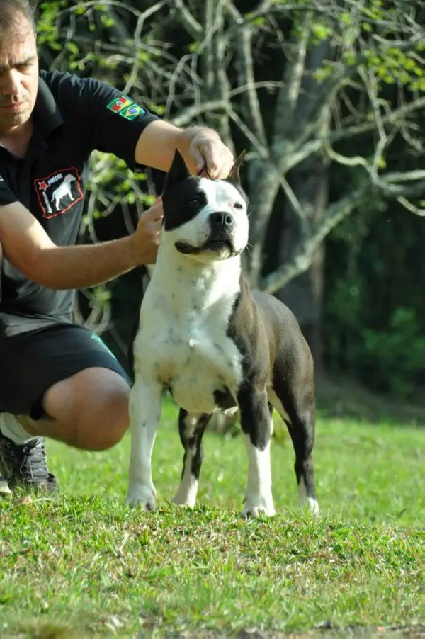 Guria do American Pride