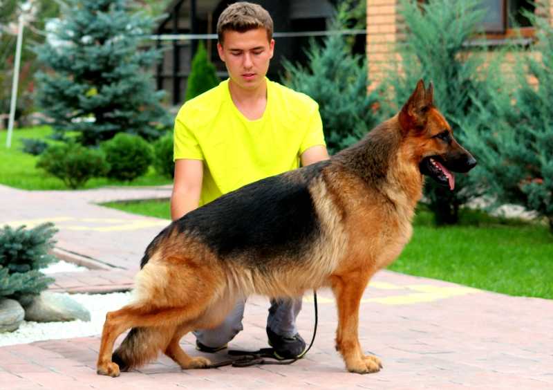 V De Orse Mak Flai Olimpiya