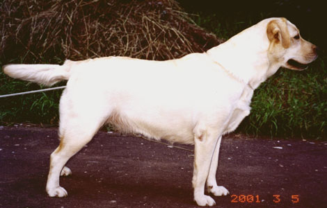 Loijalhart Fifty Fifty