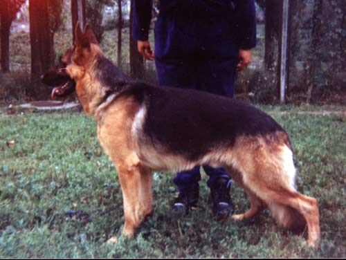 Yaco vom Haus Köder