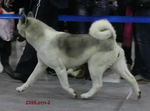 RUS/BLR/UKR CH Beaufleet's Owd Ya Like Me Now