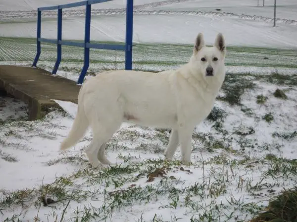 Bee-Gee Pett's Wolf
