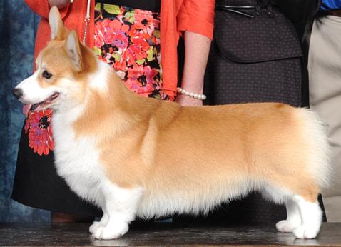 Coventry Reign Maker