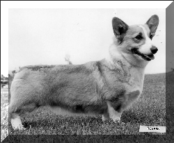 Penmoel Milisande at Penliath