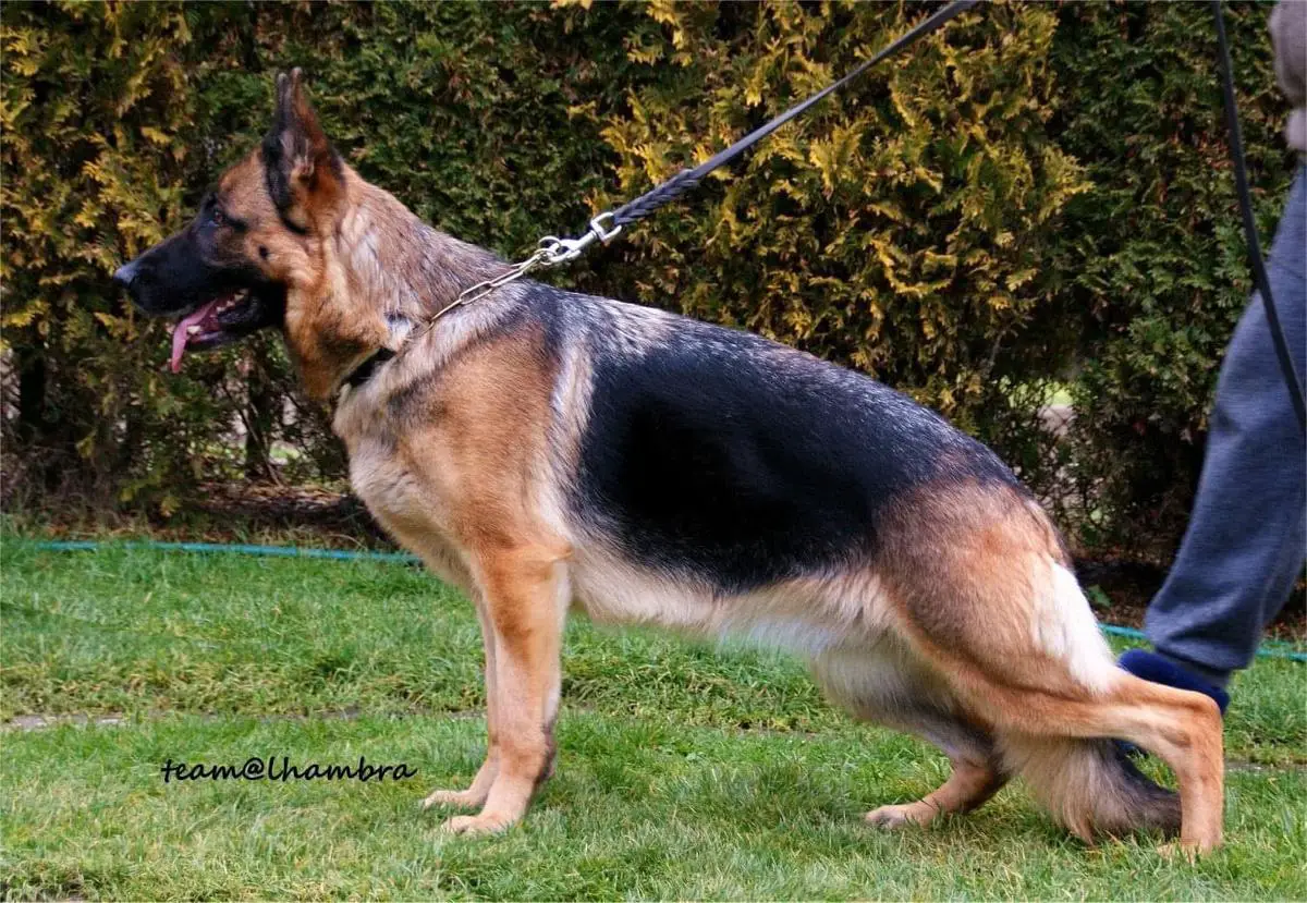 NUBA vom TeamAlhambra