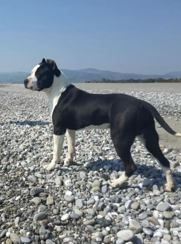 Amstaff style willy wonka