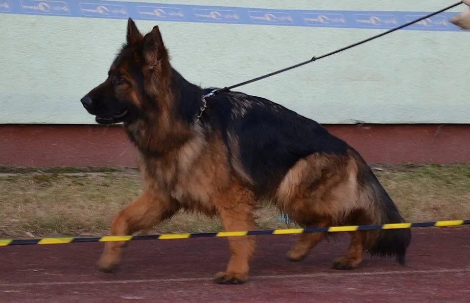 Ivetta vom Frankengold