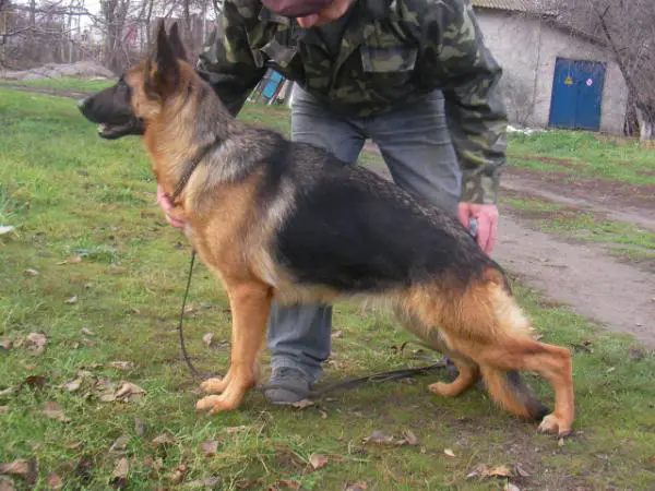 Ingrid Sofievskaya Zemlya