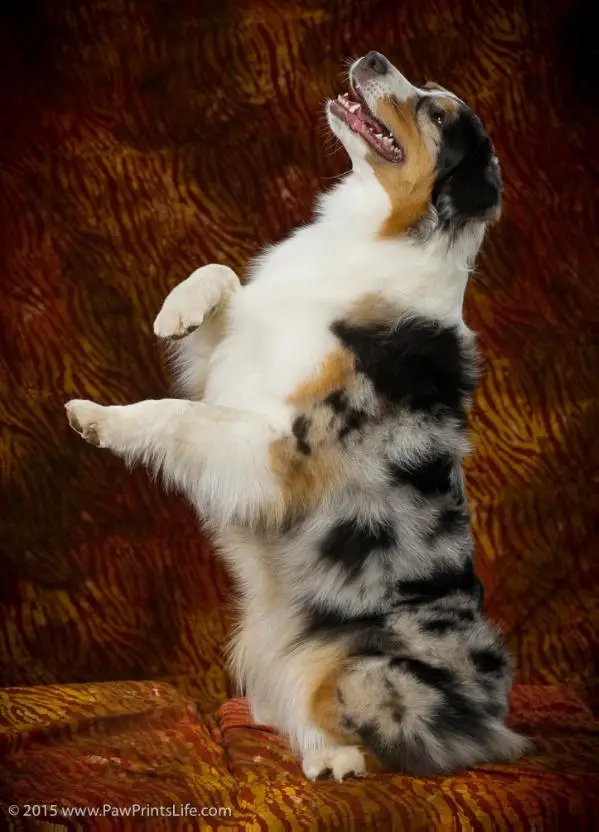 TDCH/ U-Ch/INT Ch Showdown Puttin' On The Glitz