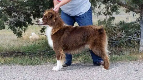 MoonBaby's Ride The Lightning