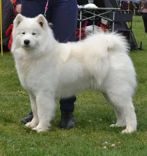 CH. CRO, JCH.SLO Edeyomas origin a glow of silver