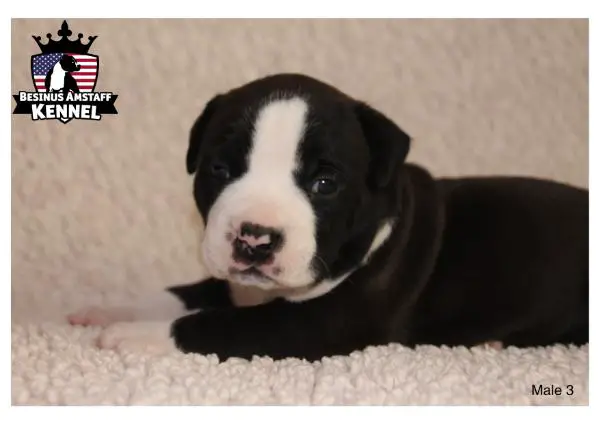 Besinus Absolute Boyfriend