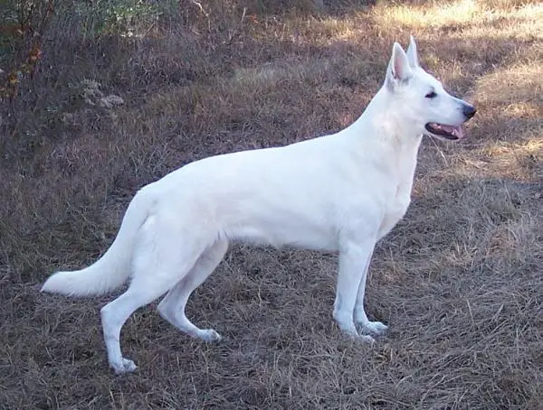 UKC CH Foxhunt's Fire 'N Ice