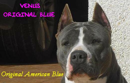 Venus Original Blue