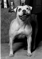 CH Kennedy's Radical Red Killer (AB)