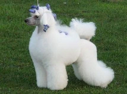 ENG CH/ AUST. CH Montflair's Toy Soldier