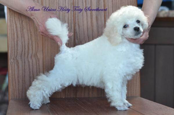 Alma Unica Hoity Toity Sweetheart