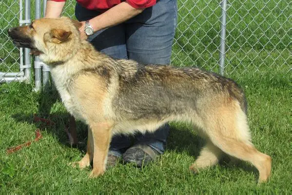 Raebark's Dolly Gaiter