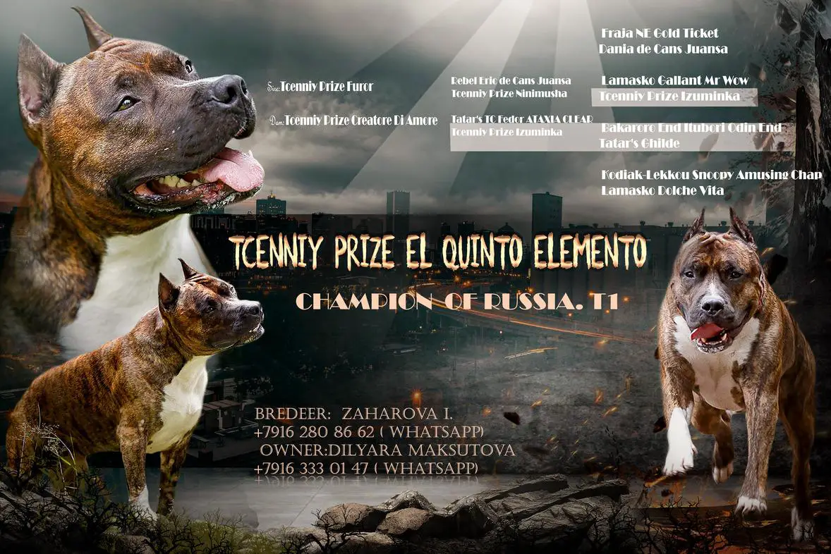 3CAC, 3 RCAC, BOS, BOB, Ch. RUS. Tcenniy Prize El Quinto Elemento
