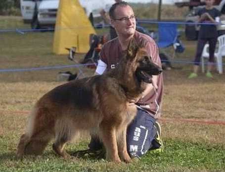 VA1 (GSDCA) V5 (BSZS) Venetia vom Gödinghofer Weg