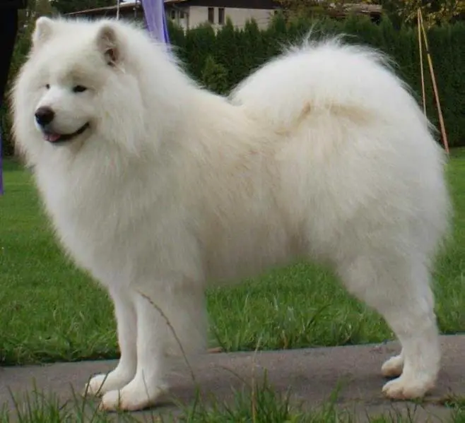 INTCH / GCH.SK-CZ / CH.CZ-SK-PL-HU-AT / JCH.SK-CZ Bastion of joy carpathian white smile