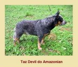TAZ DEVIL DO AMAZONIAN