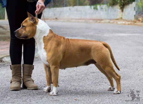 AKC CH Adestaff's The Origin of the Legend