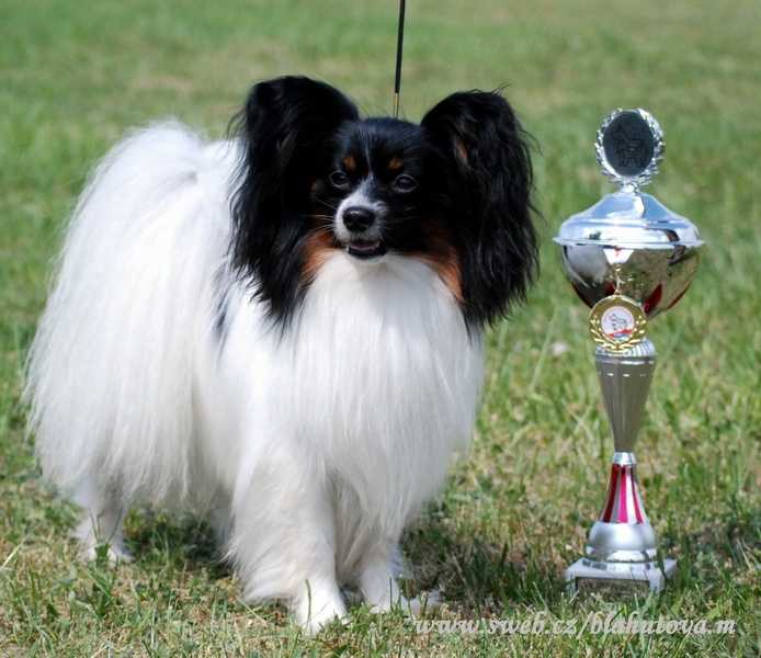 INT.CH, CZCH, SKCH, PLCH Jack Sparrow Maria Sirrah