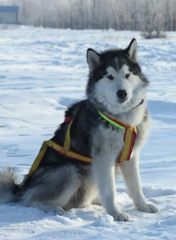 Runner Star Arktik Wolf
