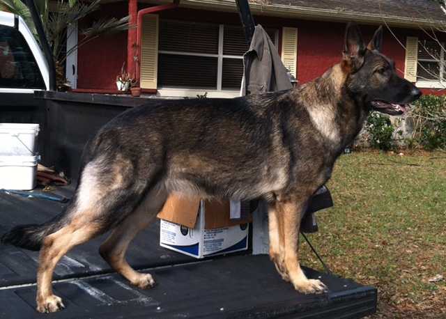 Brixi Jean vom Freundshaft Zwinger