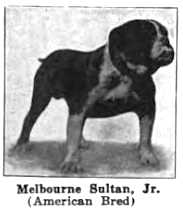 Melbourne Sultan jr (178821)