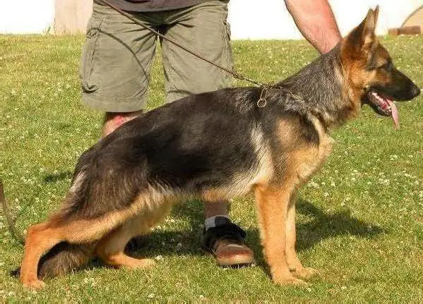 Yabi vom Osterberger-Land