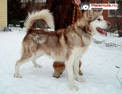 Wakon best sale alaskan malamute