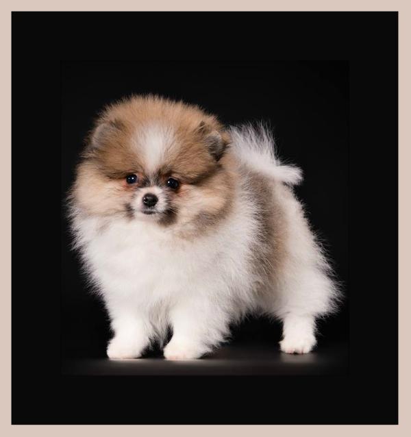 Gorky Style Parti Gift Shafran Sheeny