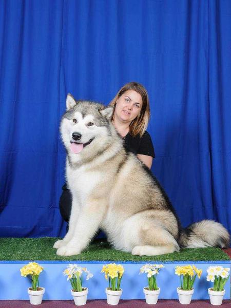 INDIGO WOLF NORTHERN SUNRISE