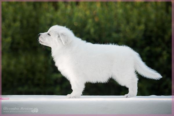 Fata Morgana Iz Beloy Brigady (IZBB)