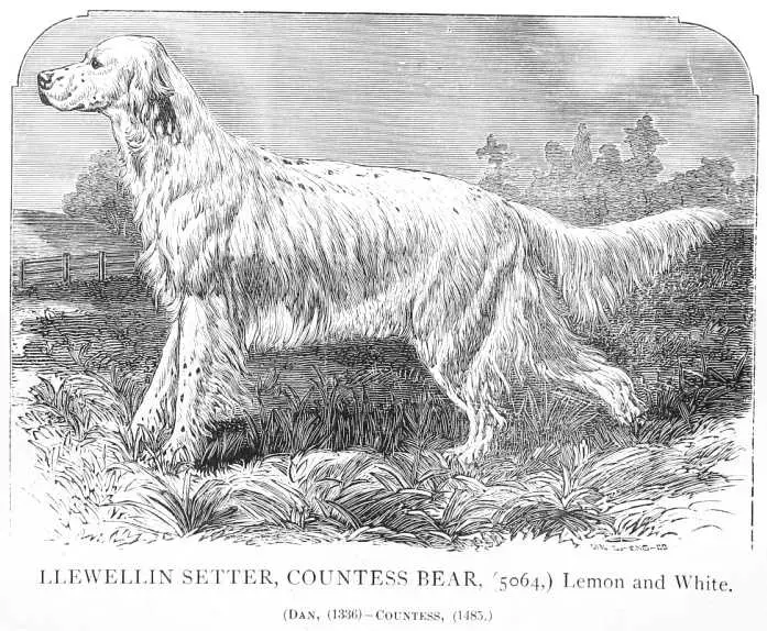 Countess Bear (1874) KCSB 005064