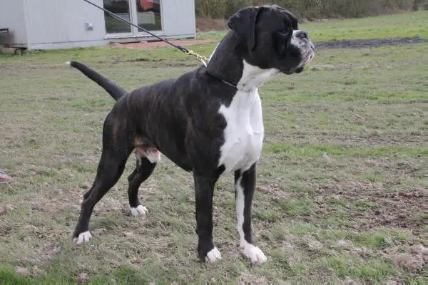 M JCH, BELGIAN CHAMPION Costanzo del Colle dell'Infinito