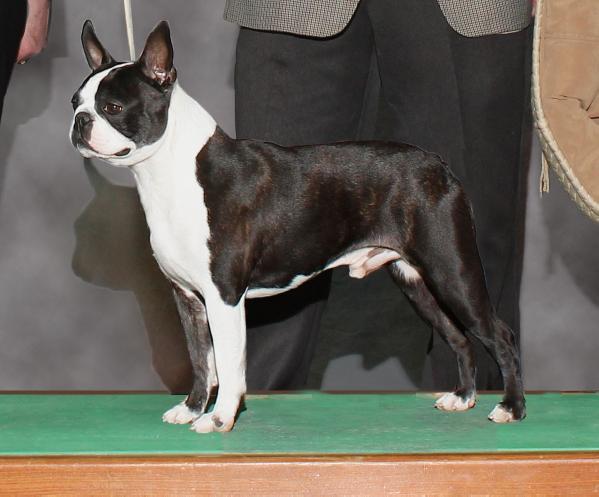 MBISS GCH CH Kennedy's Wild Traveling Man