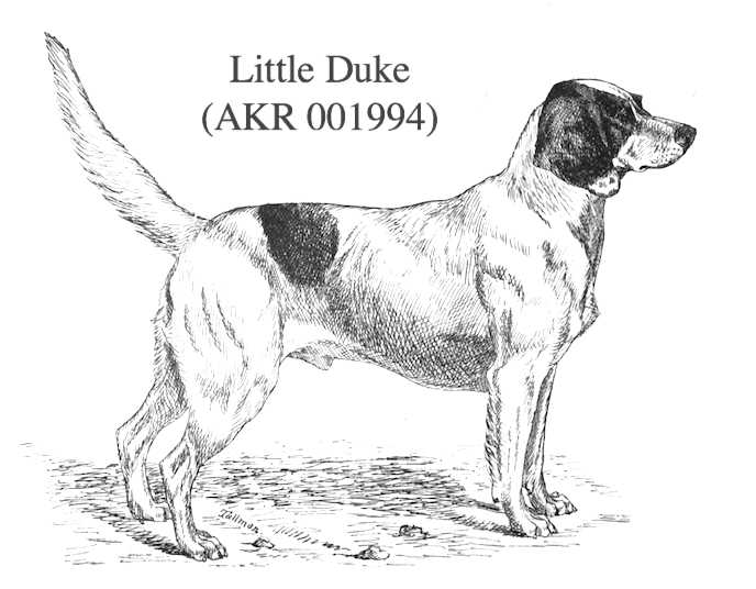 Little Duke (001994)