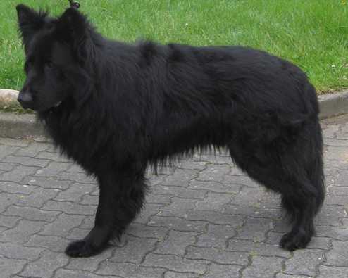 Simba vom Altdeutschen Eck