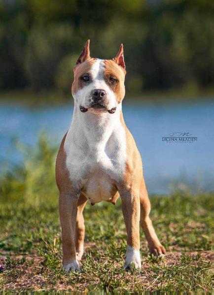 Nicol Lord of Best's