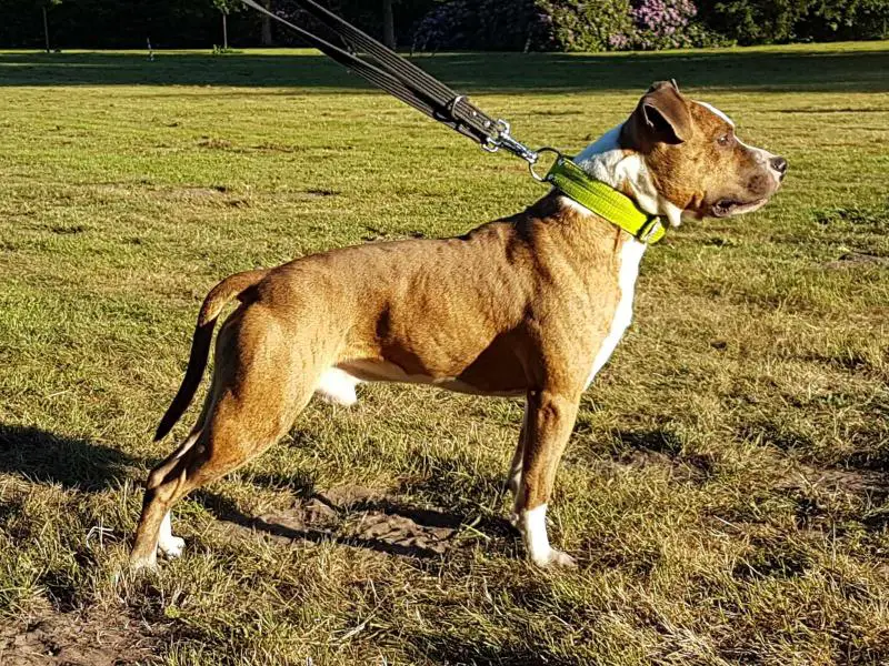 Power Brother's Junior Ruffian SkyBlue